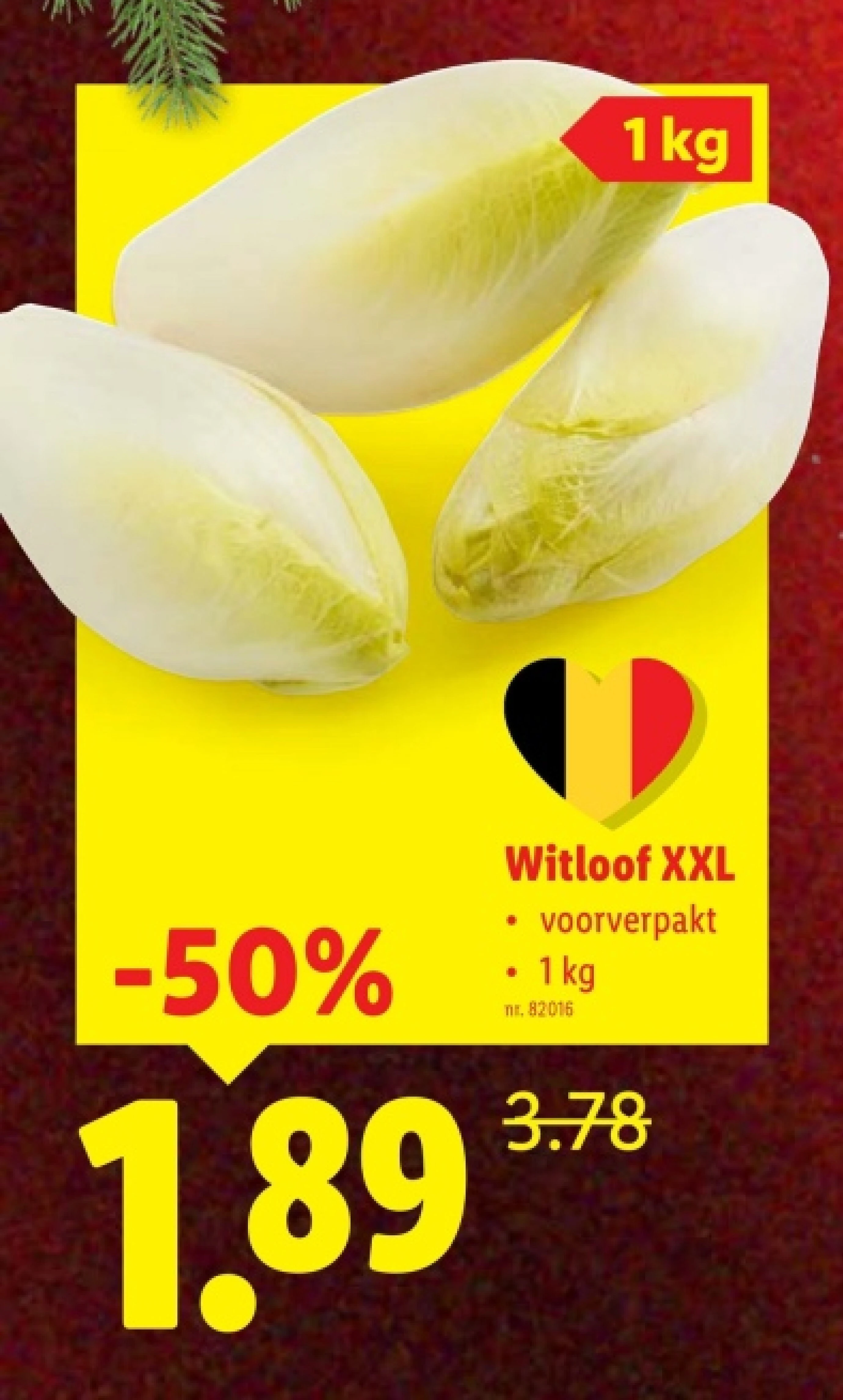 Witloof XXL