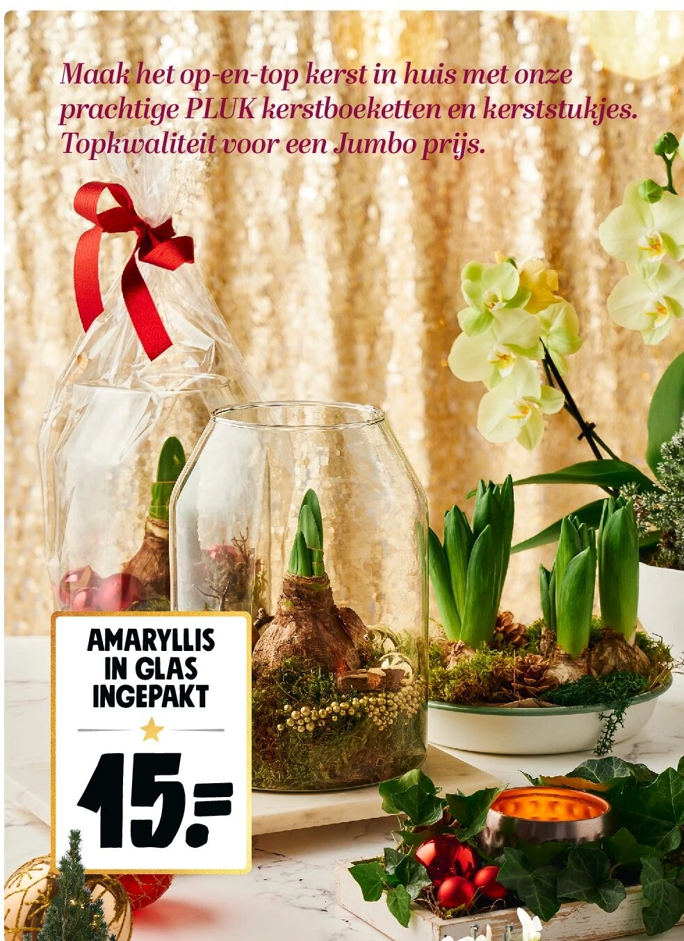 AMARYLLIS IN GLAS INGEPAKT