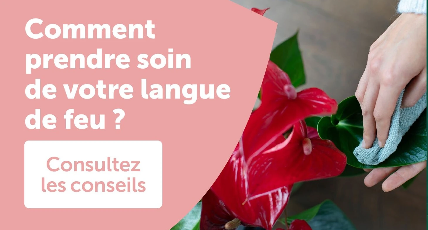 Comment prendre soin de votre langue de feu ?