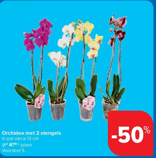 Orchidee met 2 stengels