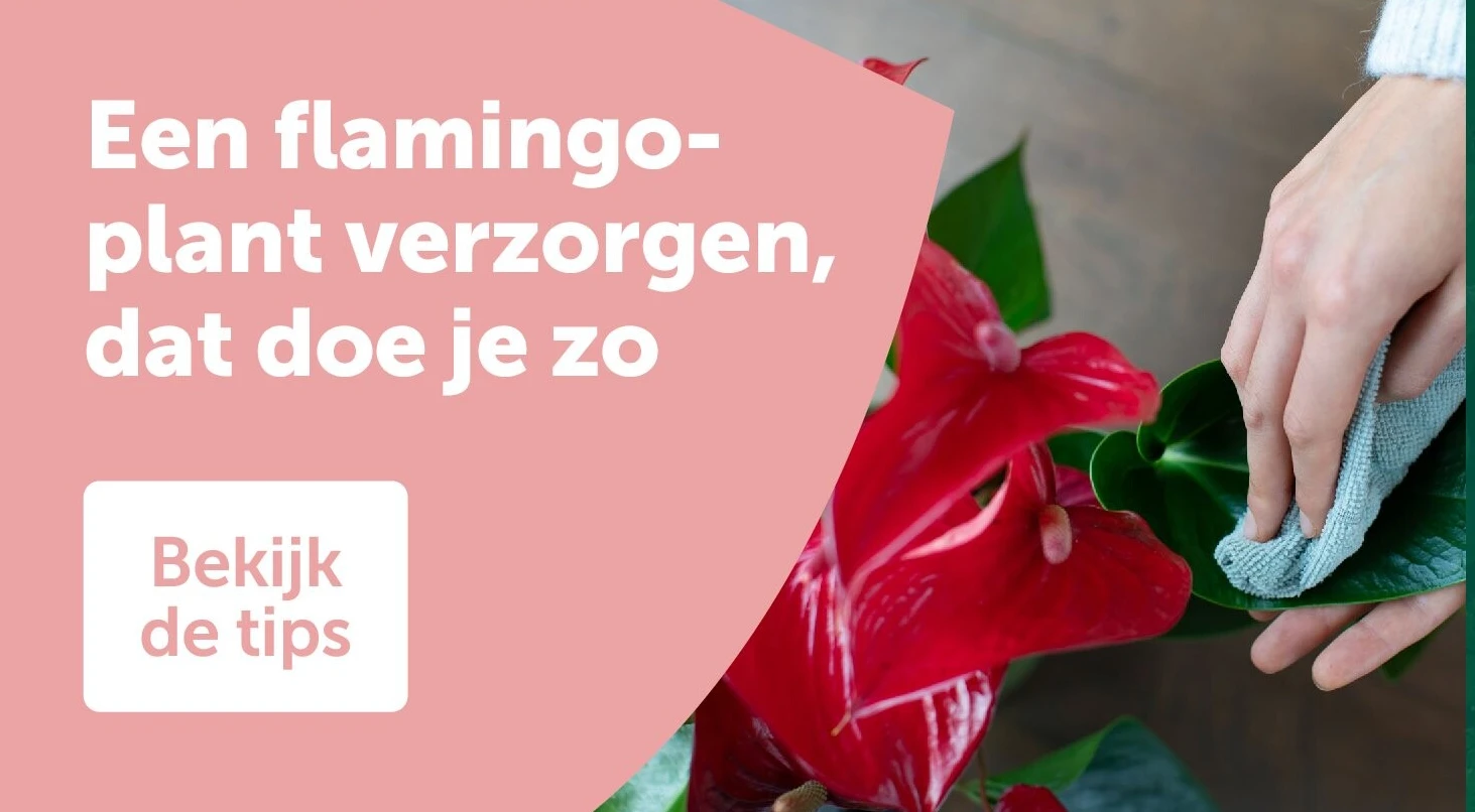 Een flamingo-plant verzorgen, dat doe je zo