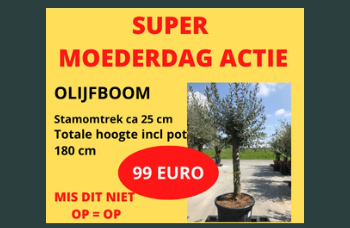 Olijfbomen aan 99€ super moederdag actie Elversele