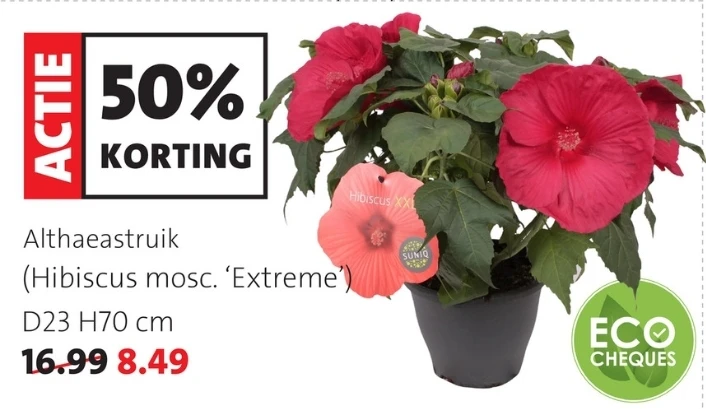 Bloemen in de Solden bij Intratuin