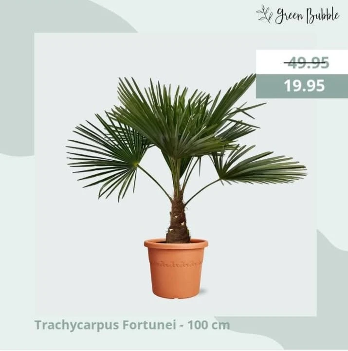Trachycarpus Fortunei 100 cm nu -60%