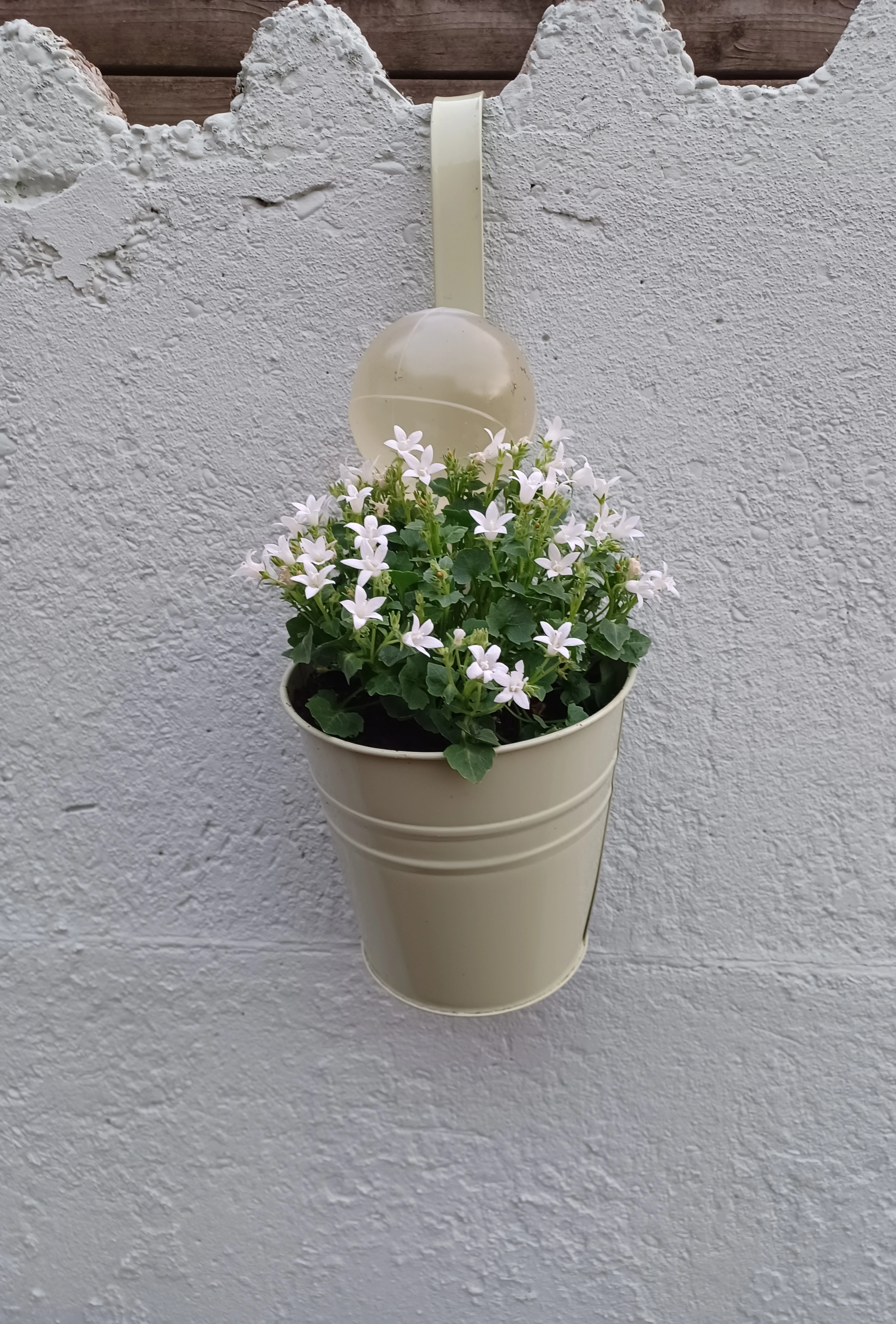 Campanula plantjes €0,50/stuk
