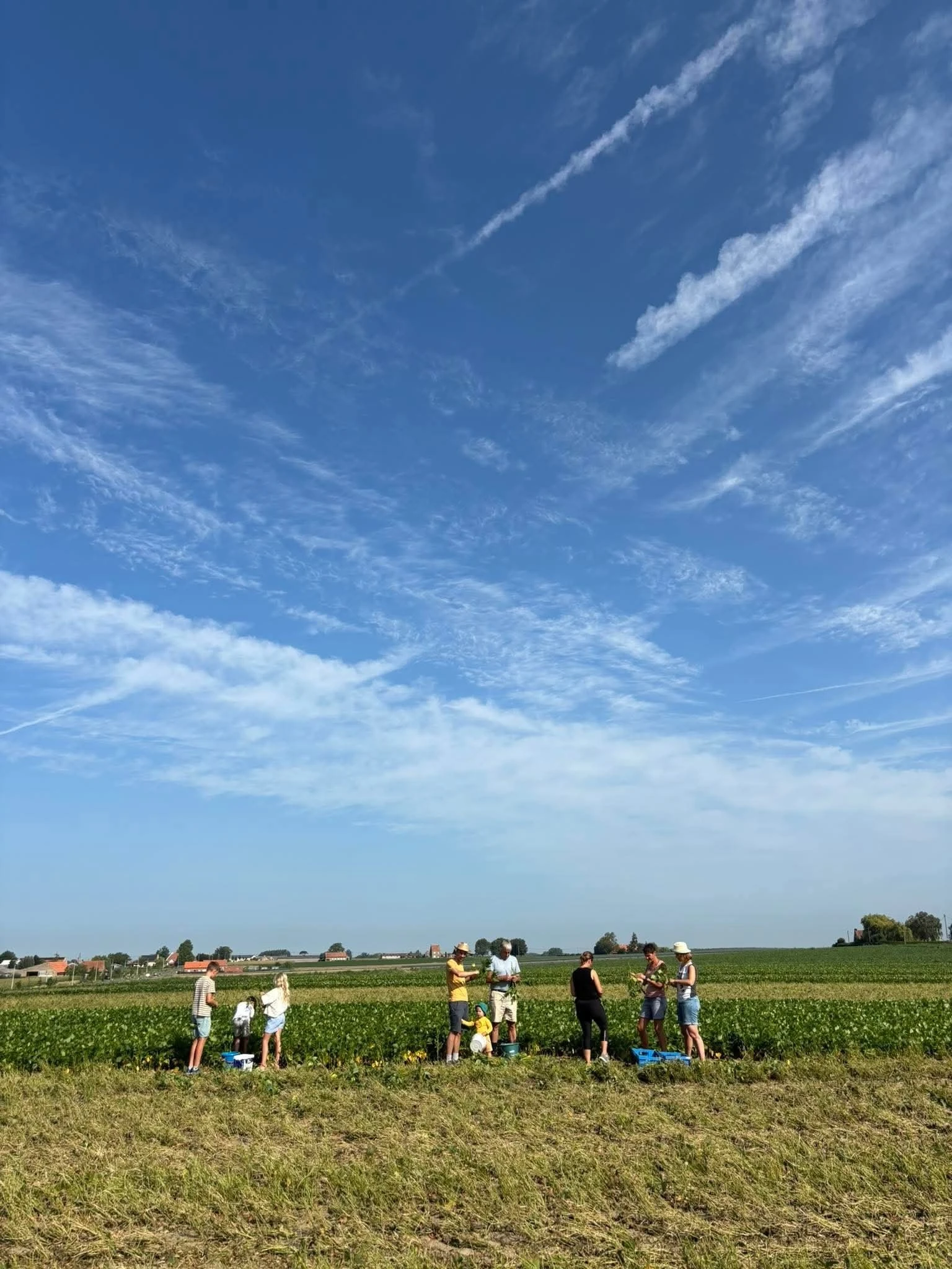🌱Gratis boontjes plukken in Esen 🌱 op=op