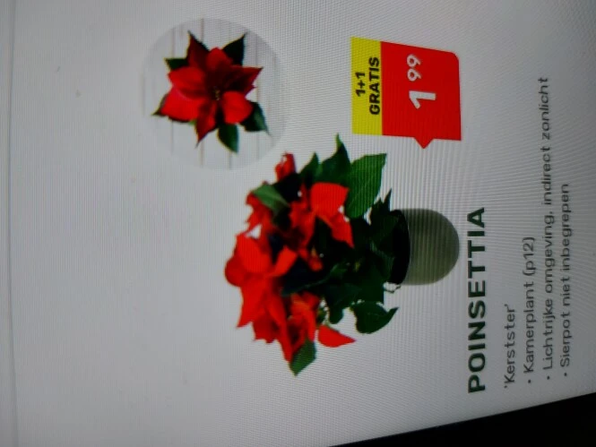 famiflora 1+1 gratis poinsettia 'Kerstster' p...