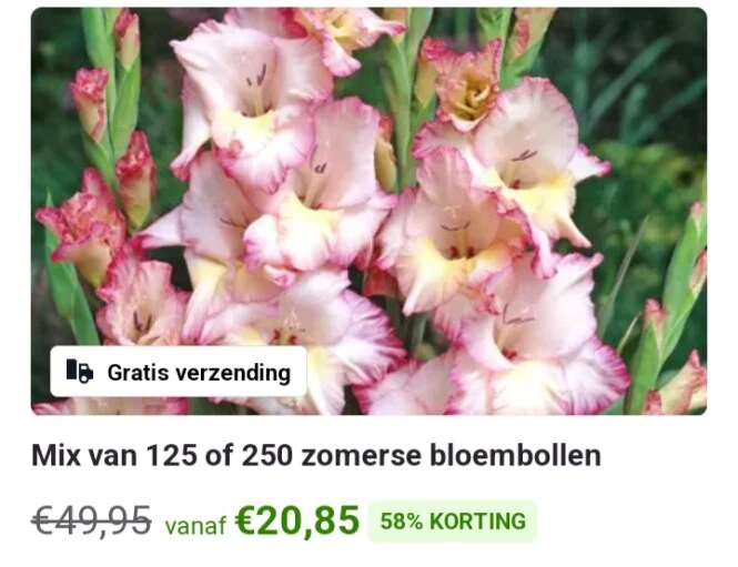 Zomerse bloembollen