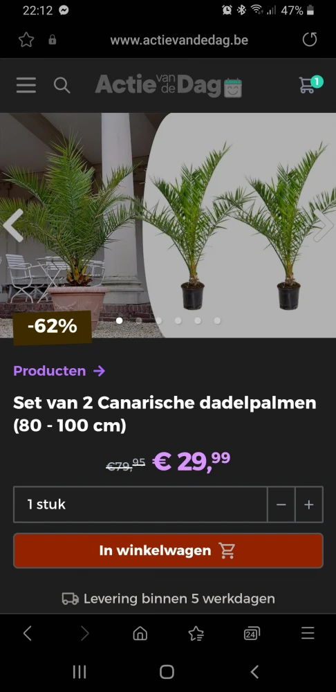Actie van de dag dadelpalmen