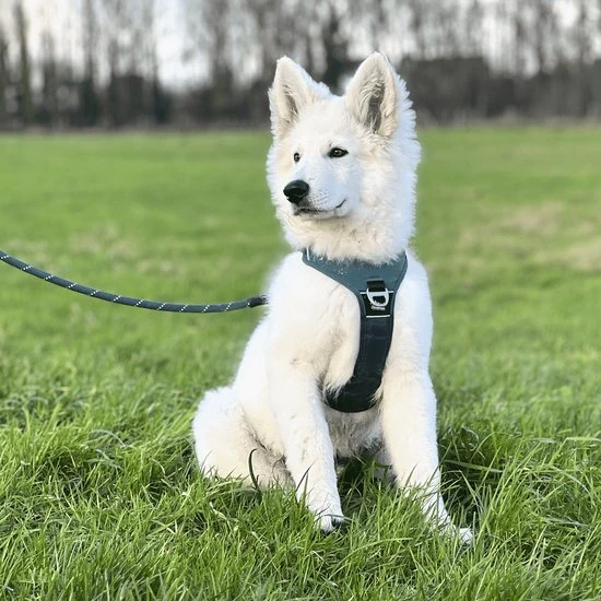 Tuigje hond