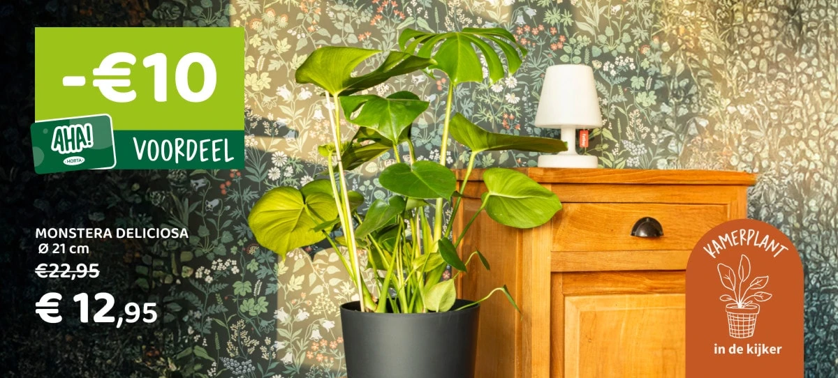 Image of monstera