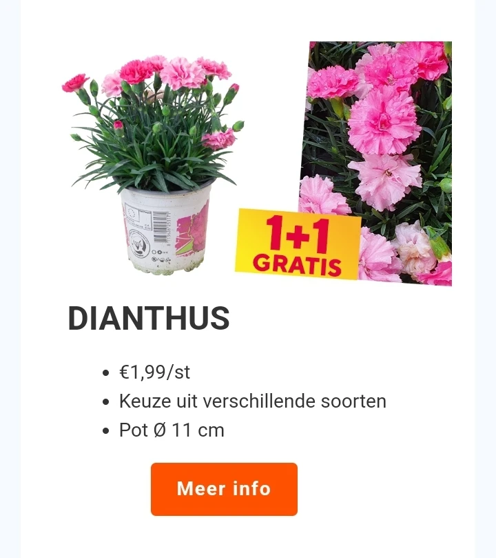 Bloemen promo's Floralux
