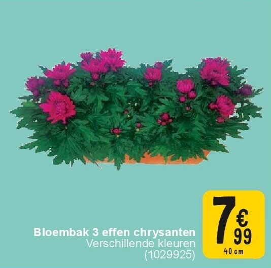Bloembak 3 effen chrysanten
