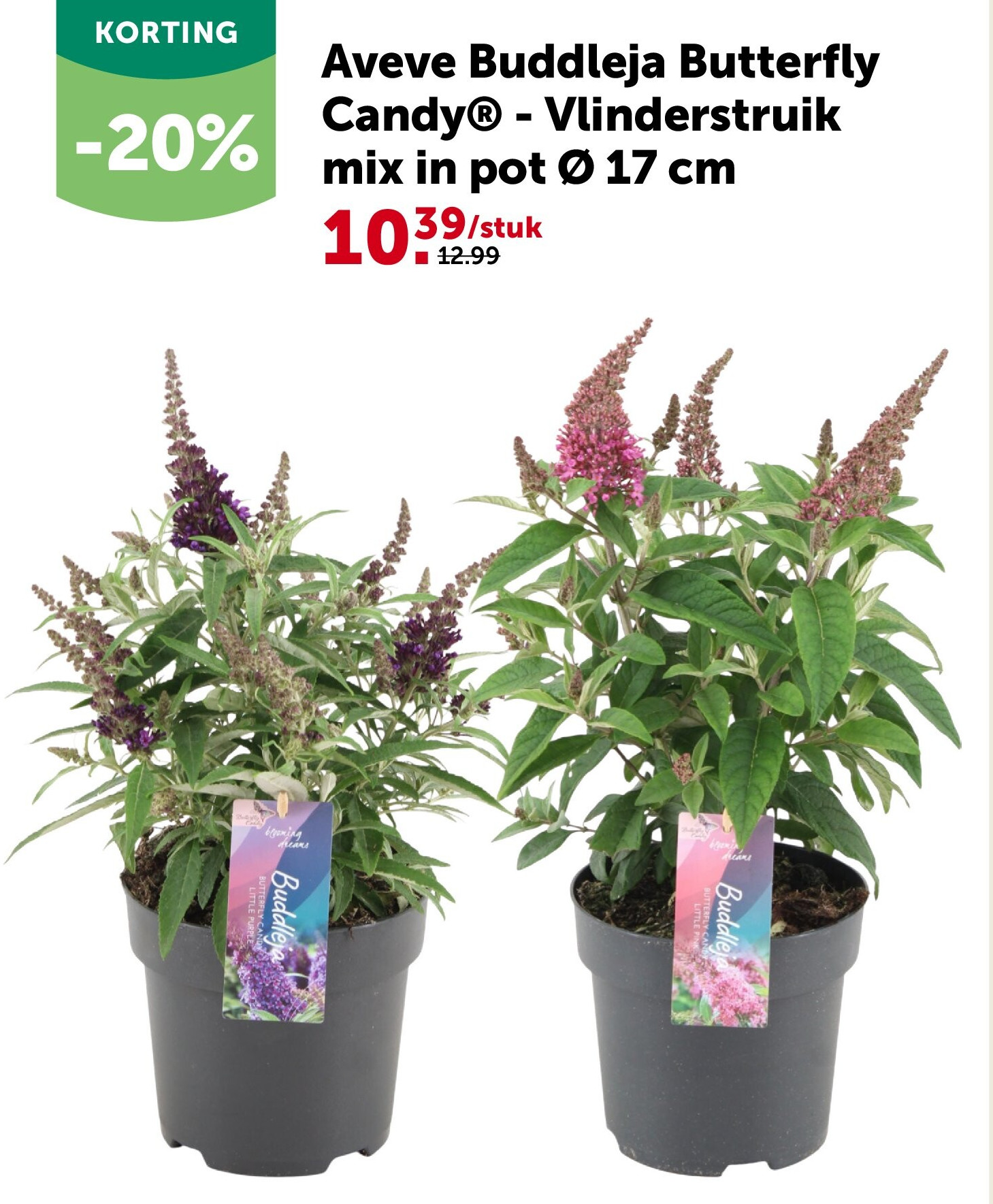 Aveve Buddleja Butterfly Candy® - Vlinderstruik mix in pot Ø 17 cm