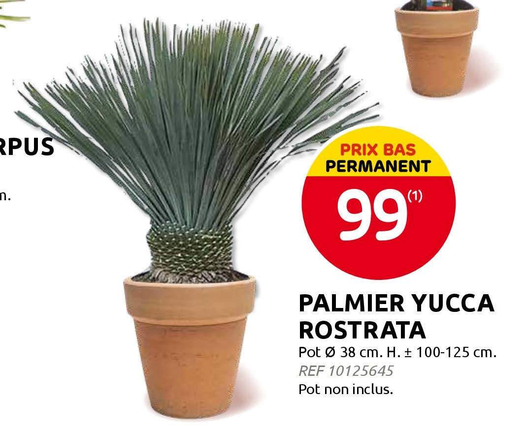 PALMIER YUCCA ROSTRATA