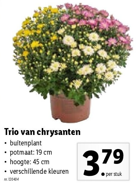 Trio van chrysanten