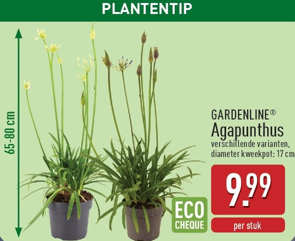 Agapunthus