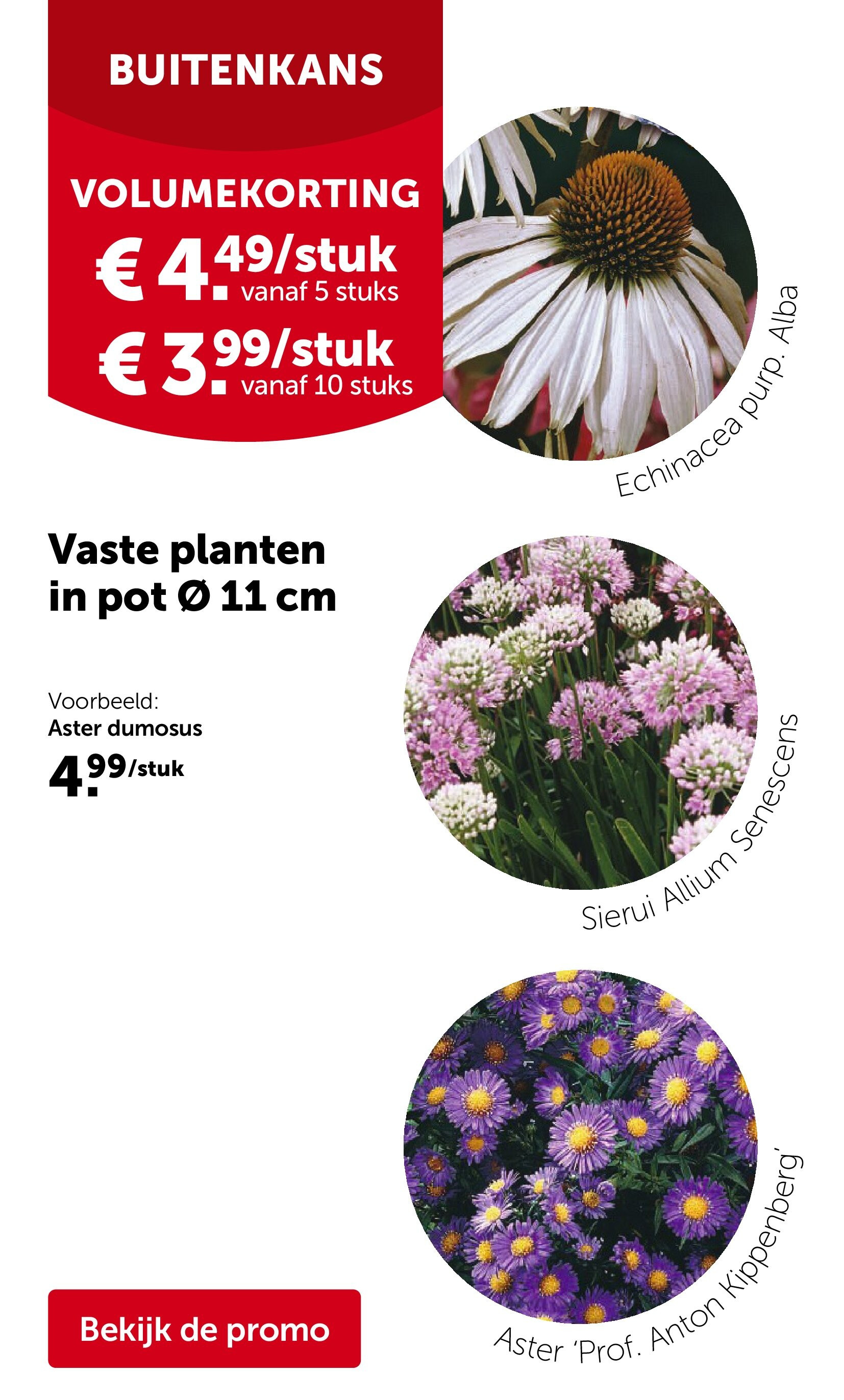 Vaste planten in pot Ø 11 cm