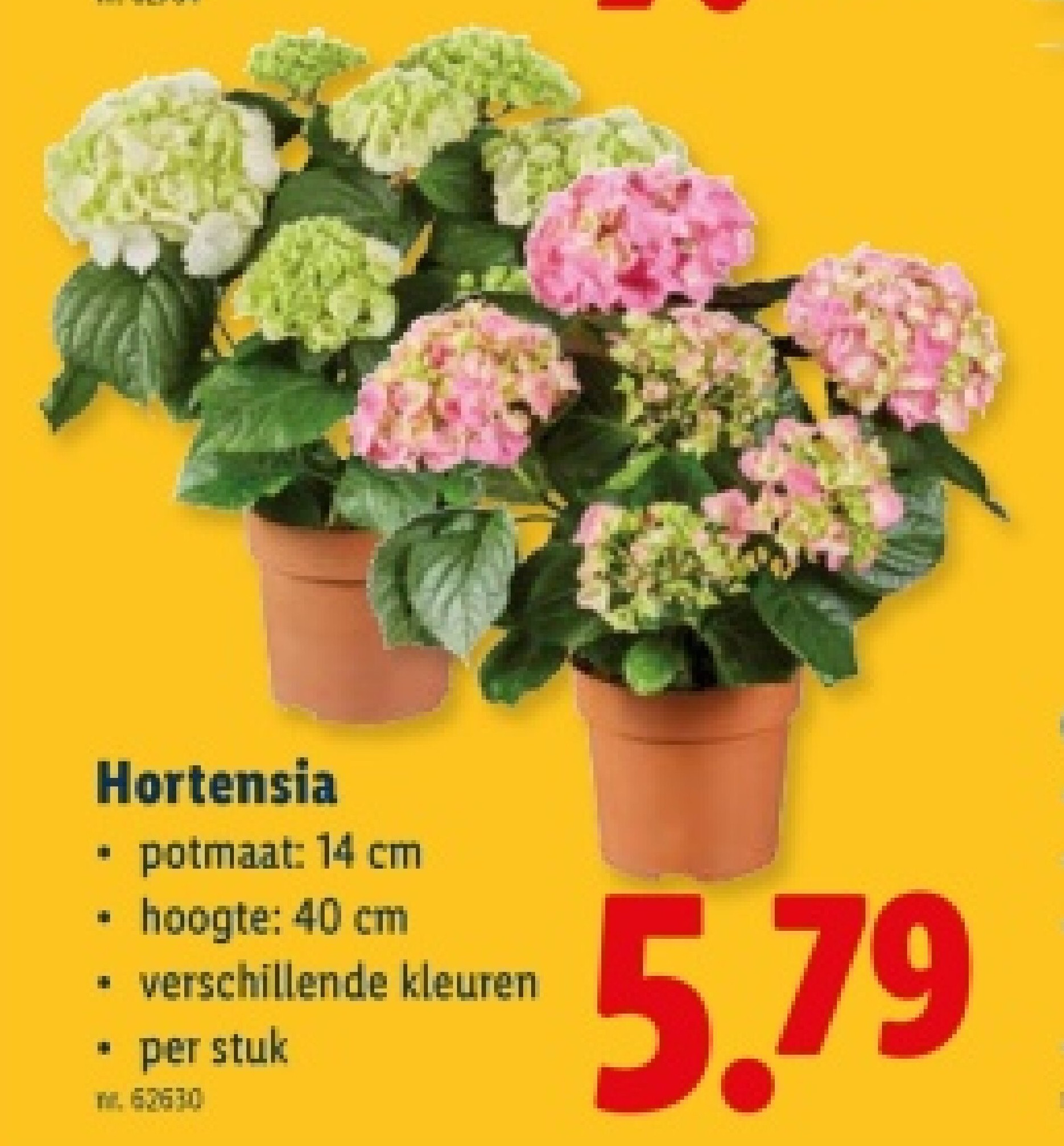 Hortensia