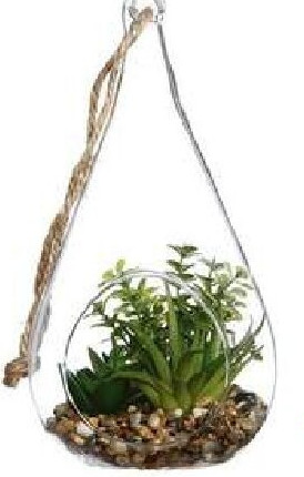 Terrariumplant Atmosphera