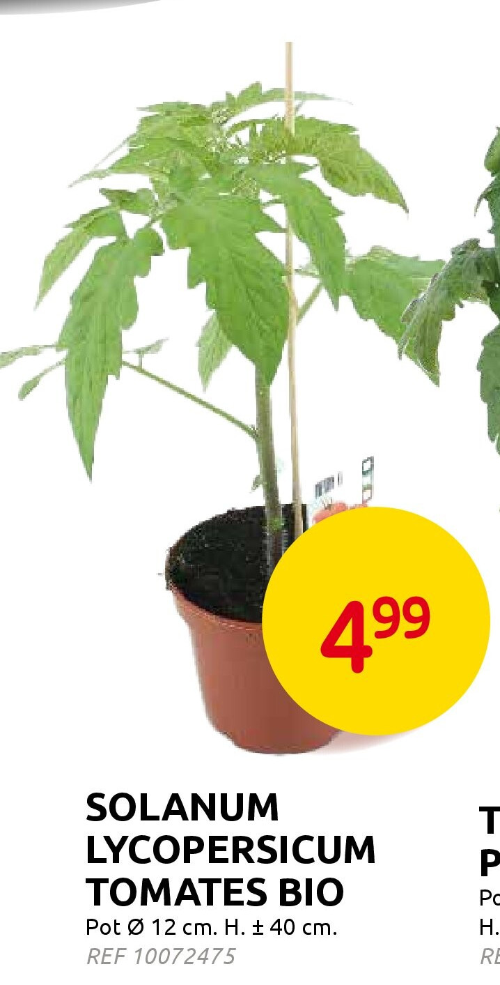 SOLANUM LYCOPERSICUM TOMATES BIO