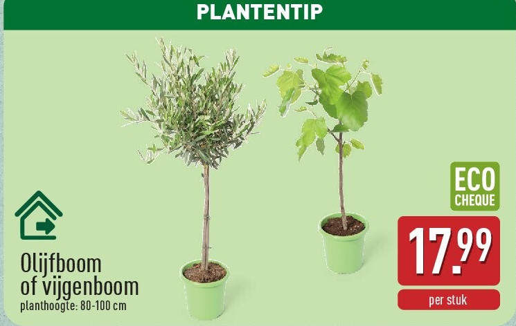 Olijfboom of vijgenboom