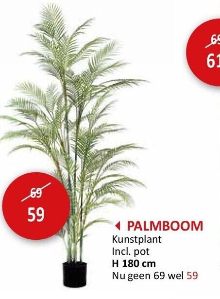 PALMBOOM