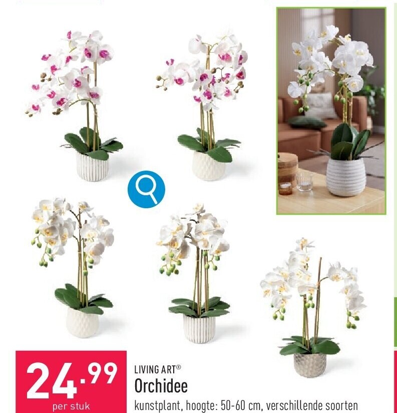 Orchidee