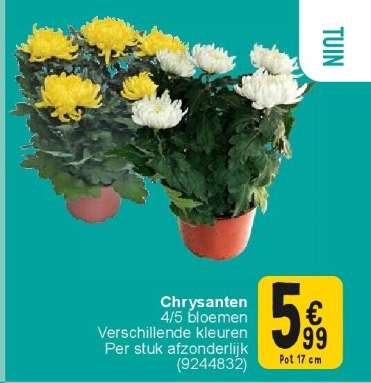 Chrysanten