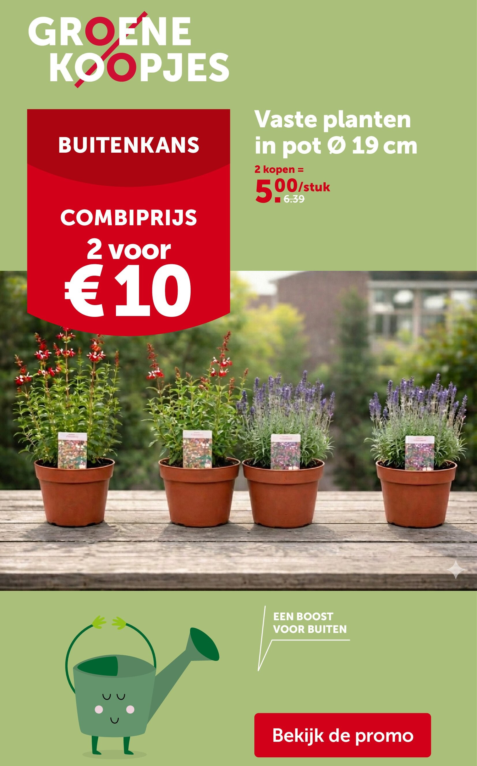 Vaste planten in pot Ø 19cm