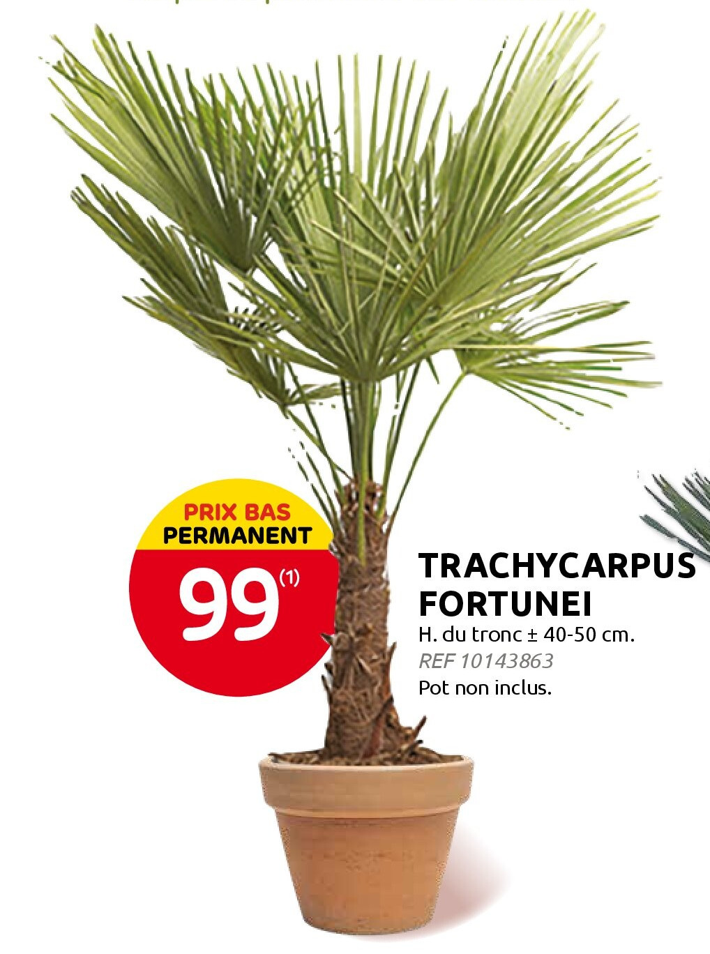 TRACHYCARPUS FORTUNEI