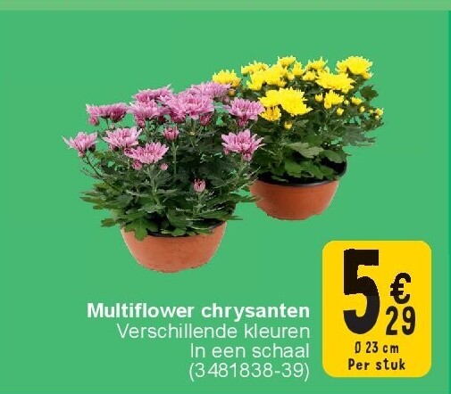 Multiflower chrysanten