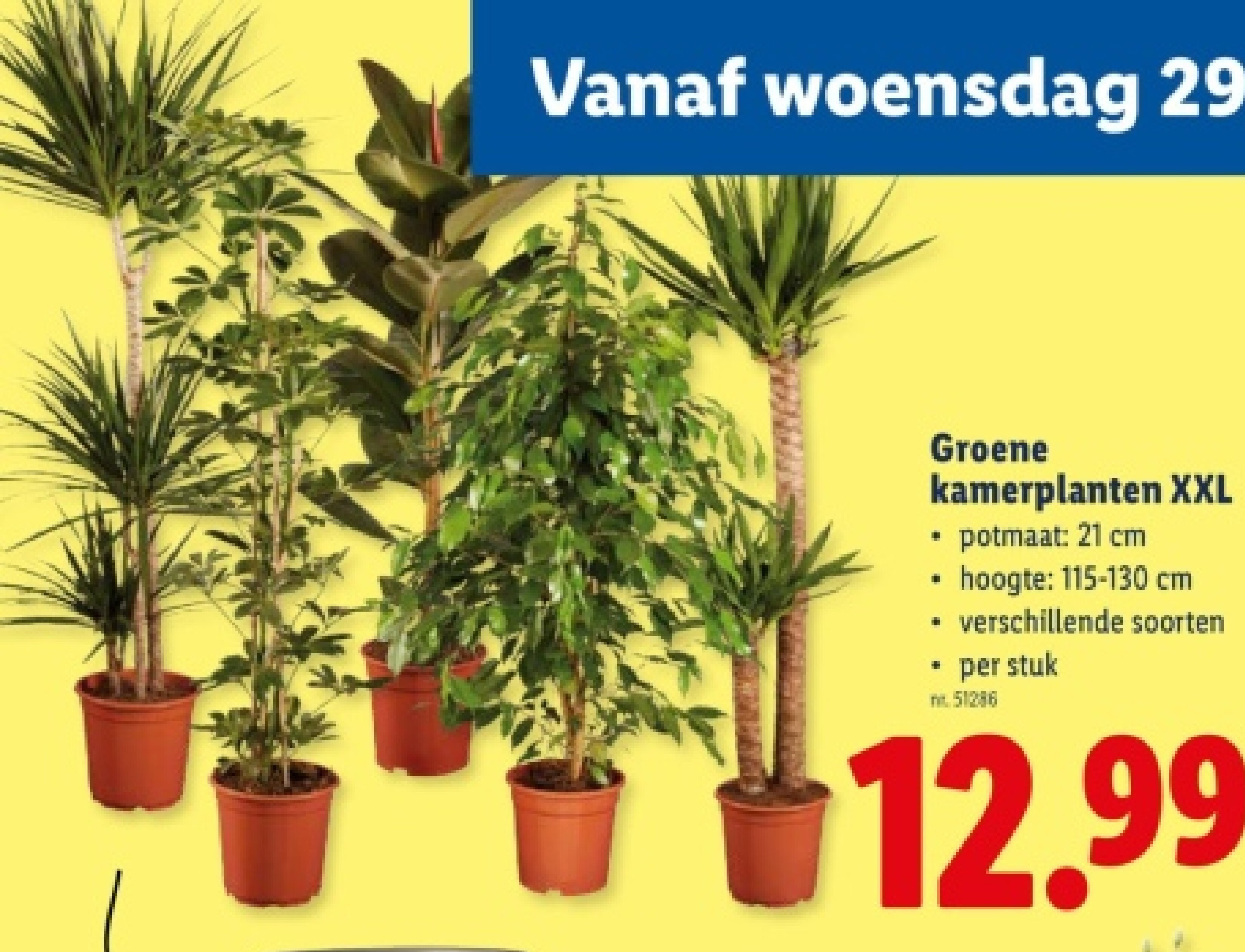 kamerplanten XXL