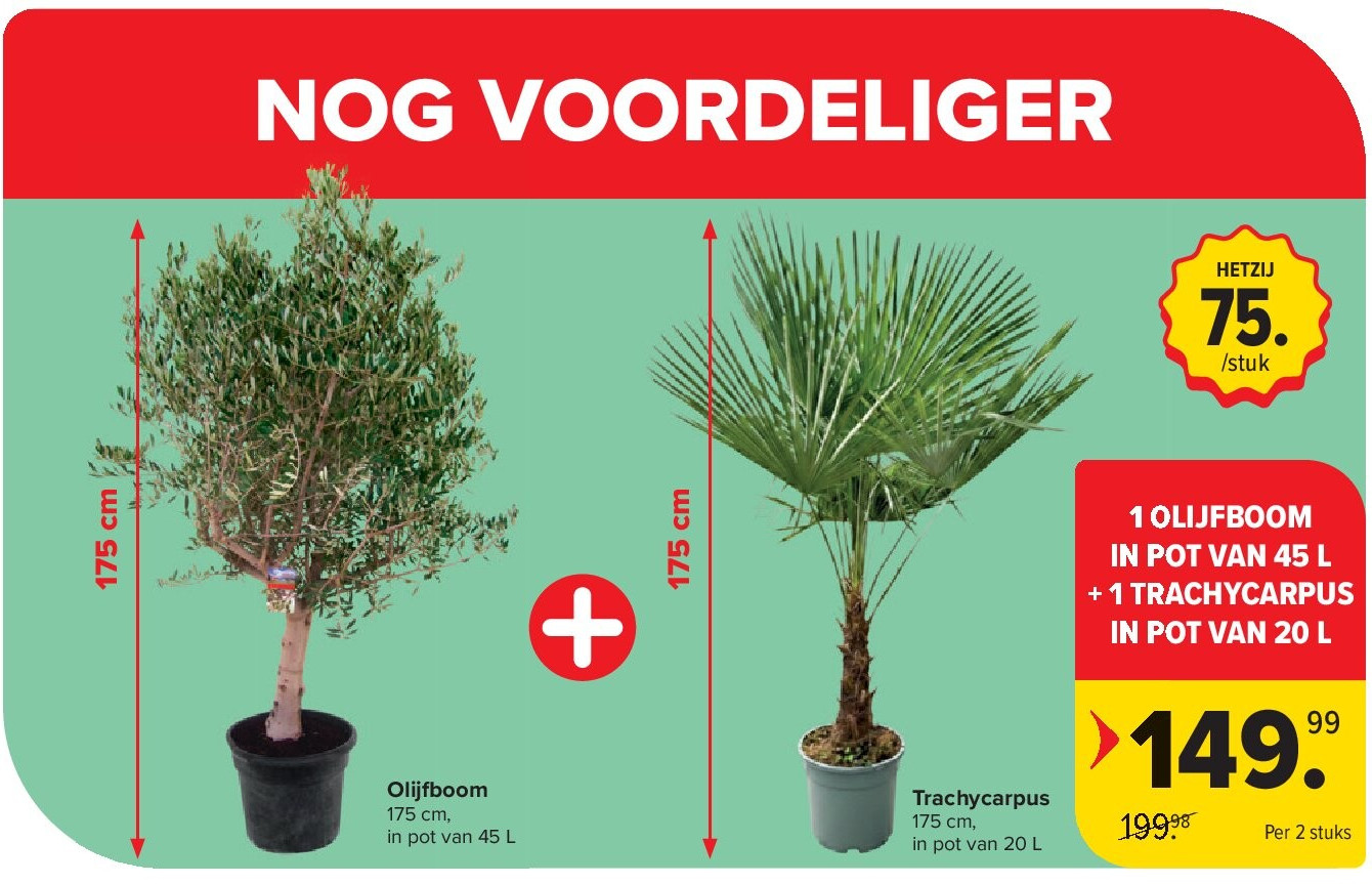 Olijfboom + Trachycarpus