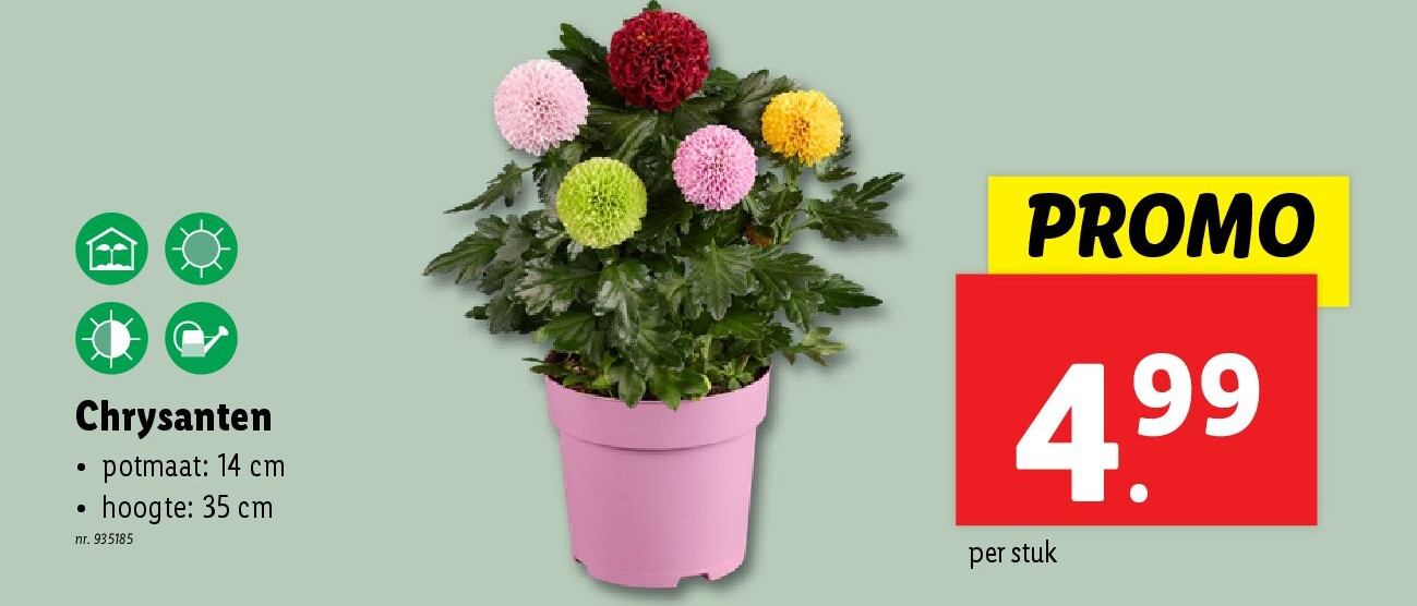 Chrysanten