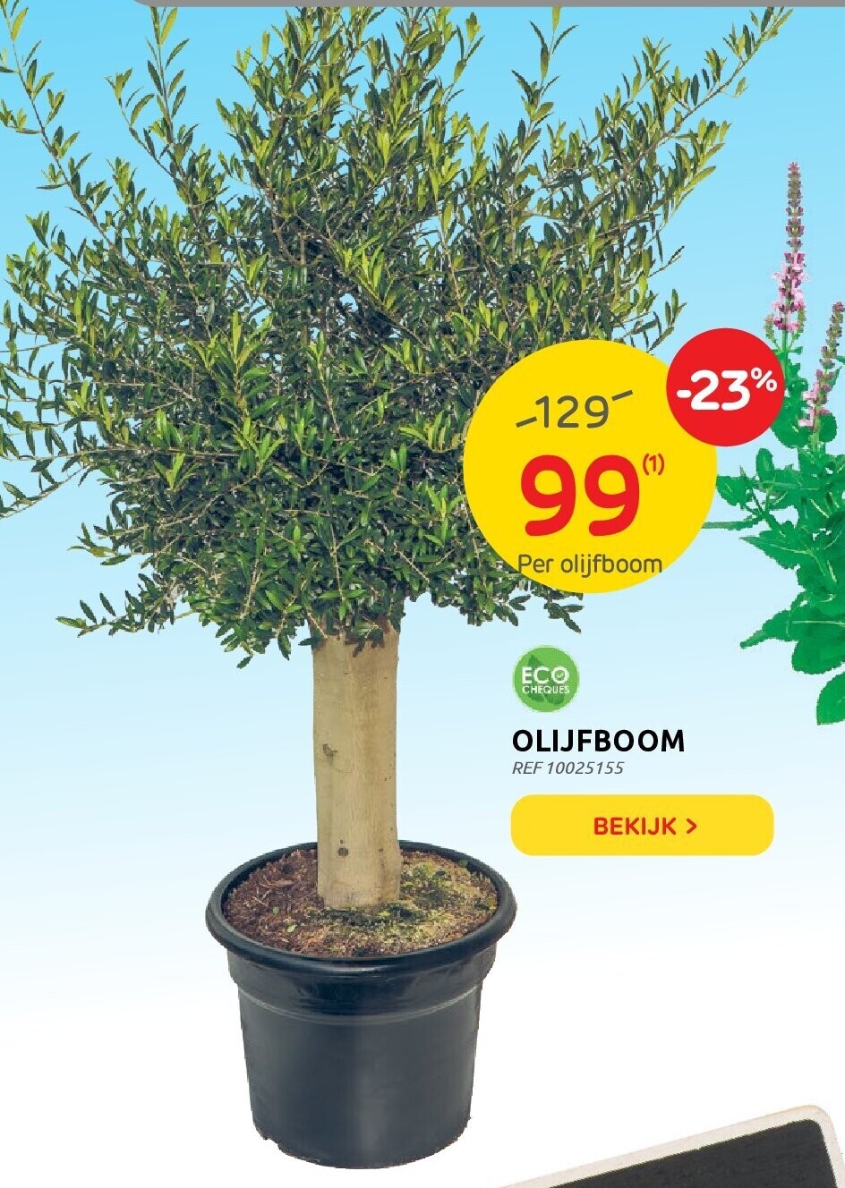 OLIJFBOOM