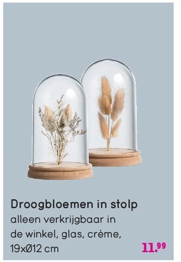 Droogbloemen in stolp