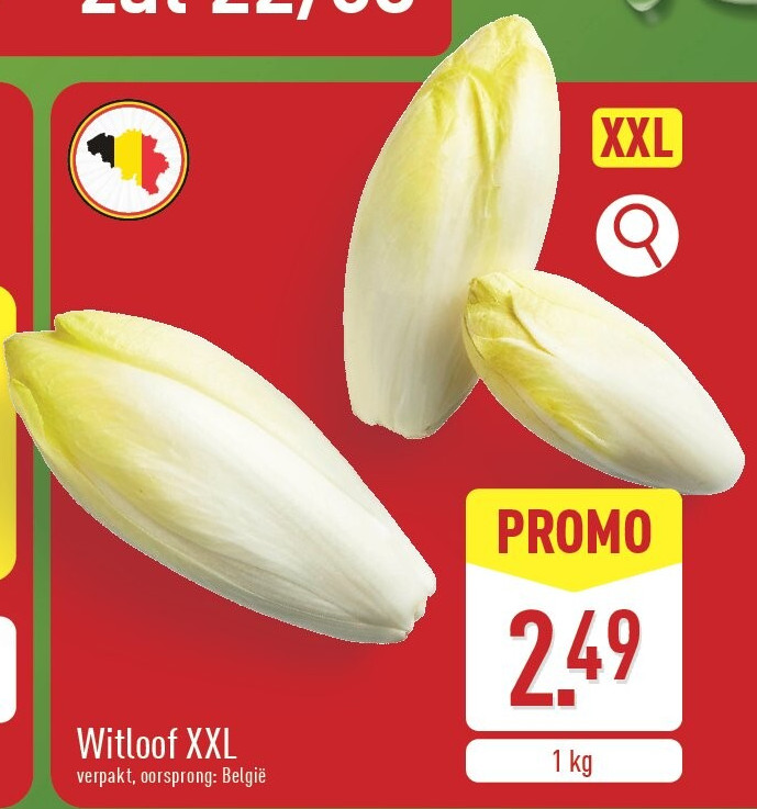 Witloof XXL