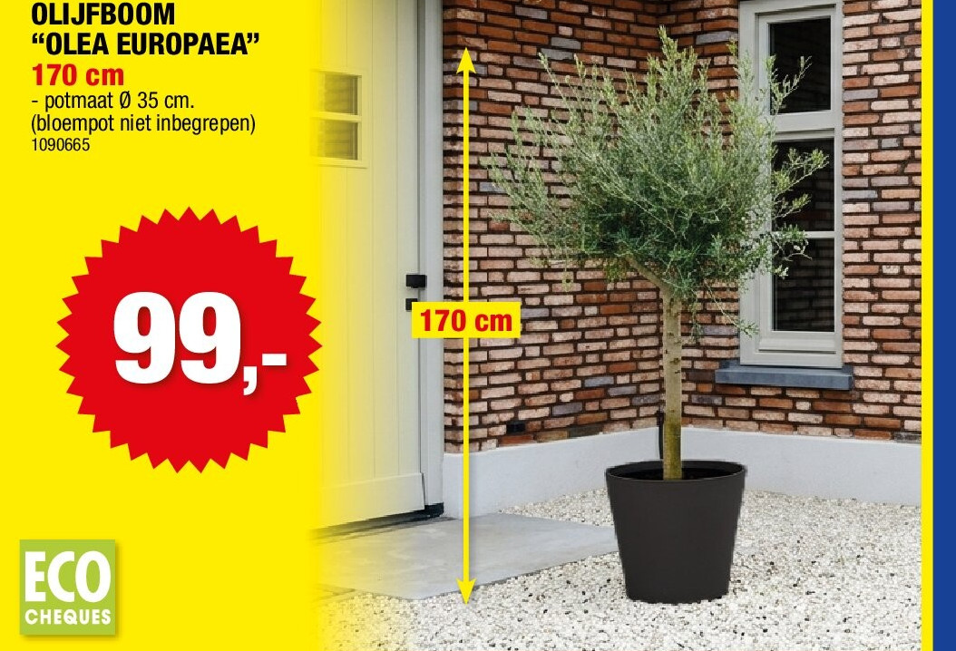 OLIJFBOOM “OLEA EUROPAEA”