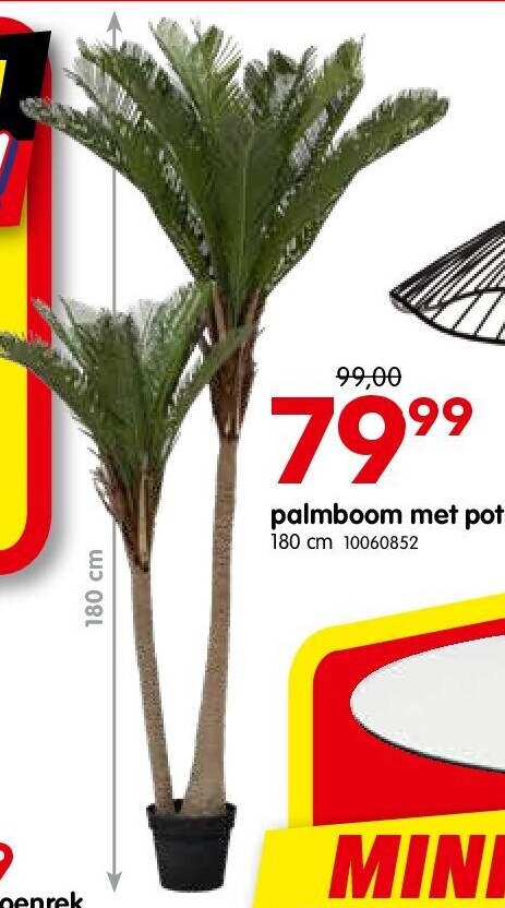 palmboom met pot