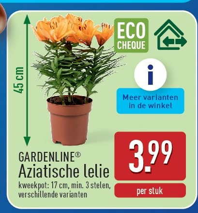Aziatische lelie