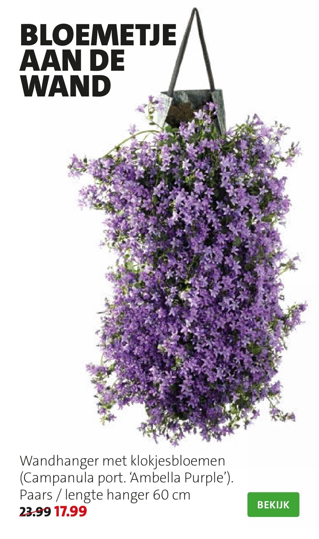 Wandhanger met klokjesbloemen (Campanula port. ‘Ambella Purple’)