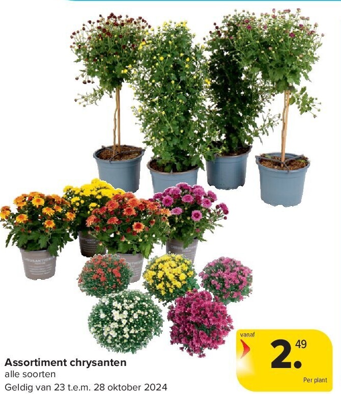 Assortiment chrysanten