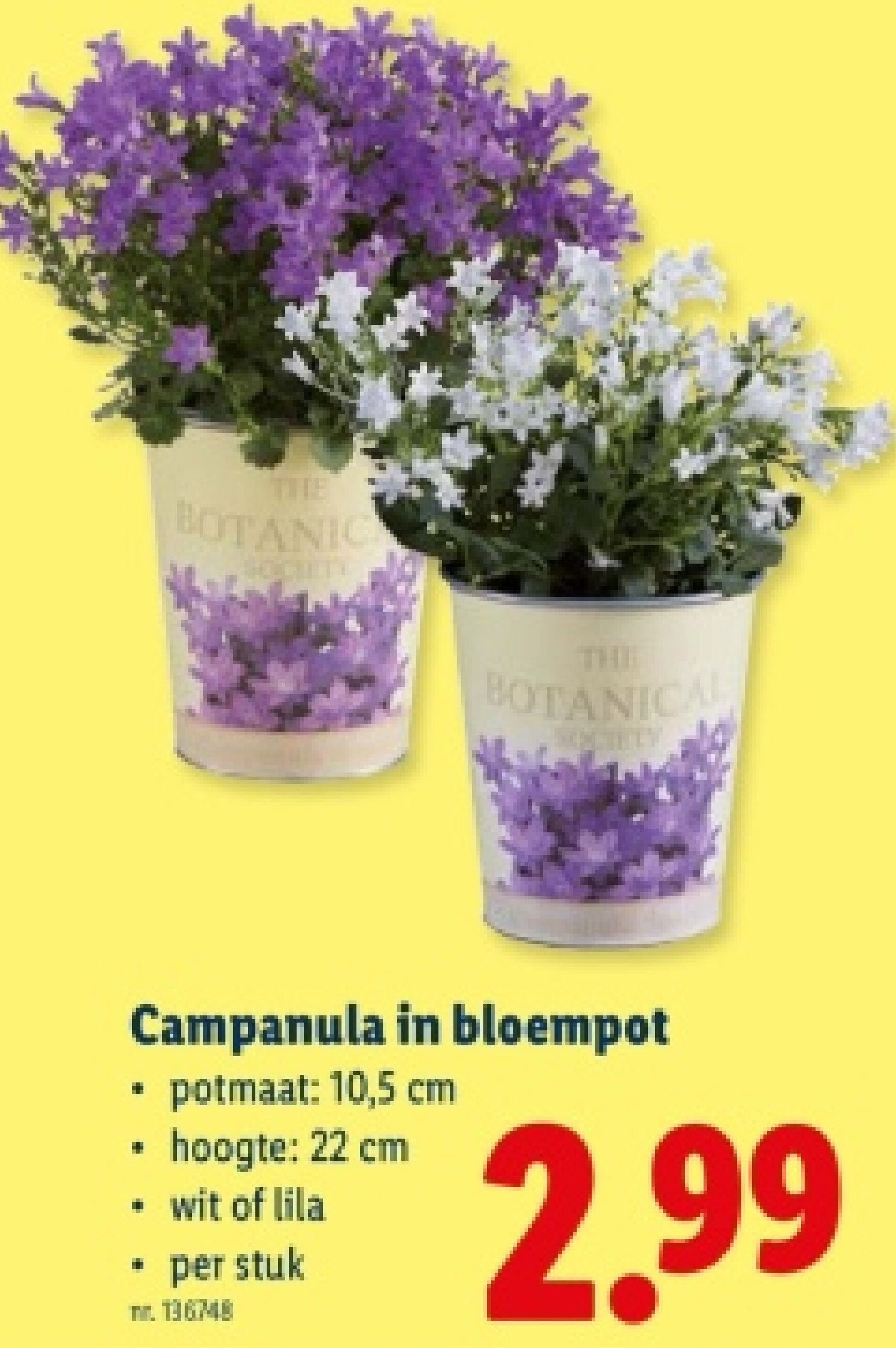 Campanula in bloempot