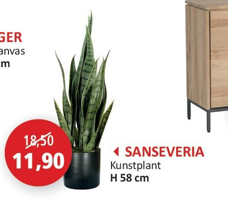 SANSEVERIA