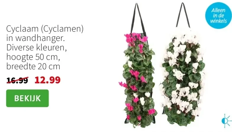 Cyclaam (Cyclamen) in wandhanger