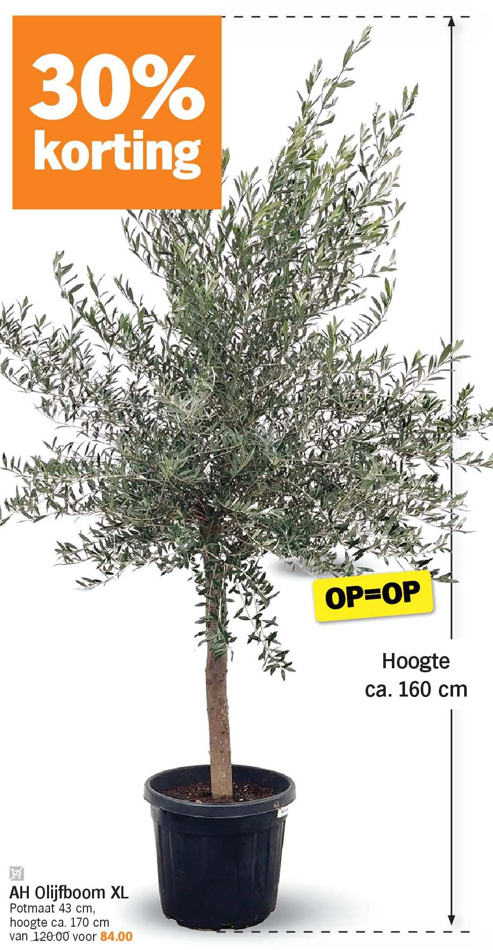 AH Olijfboom XL