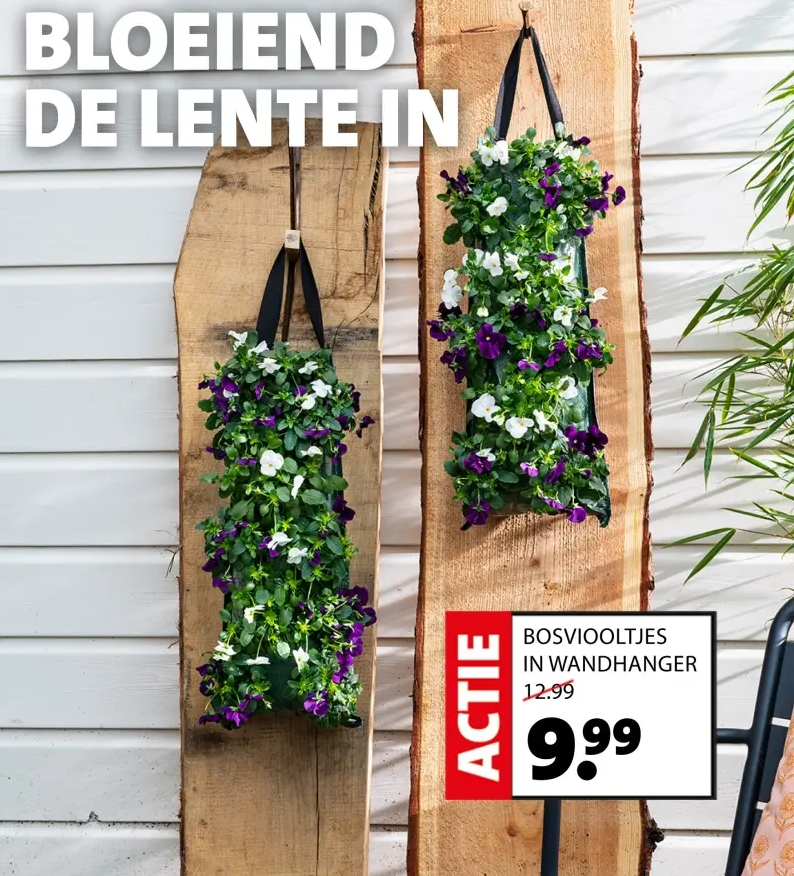 BOSVIOOLTJES IN WANDHANGER
