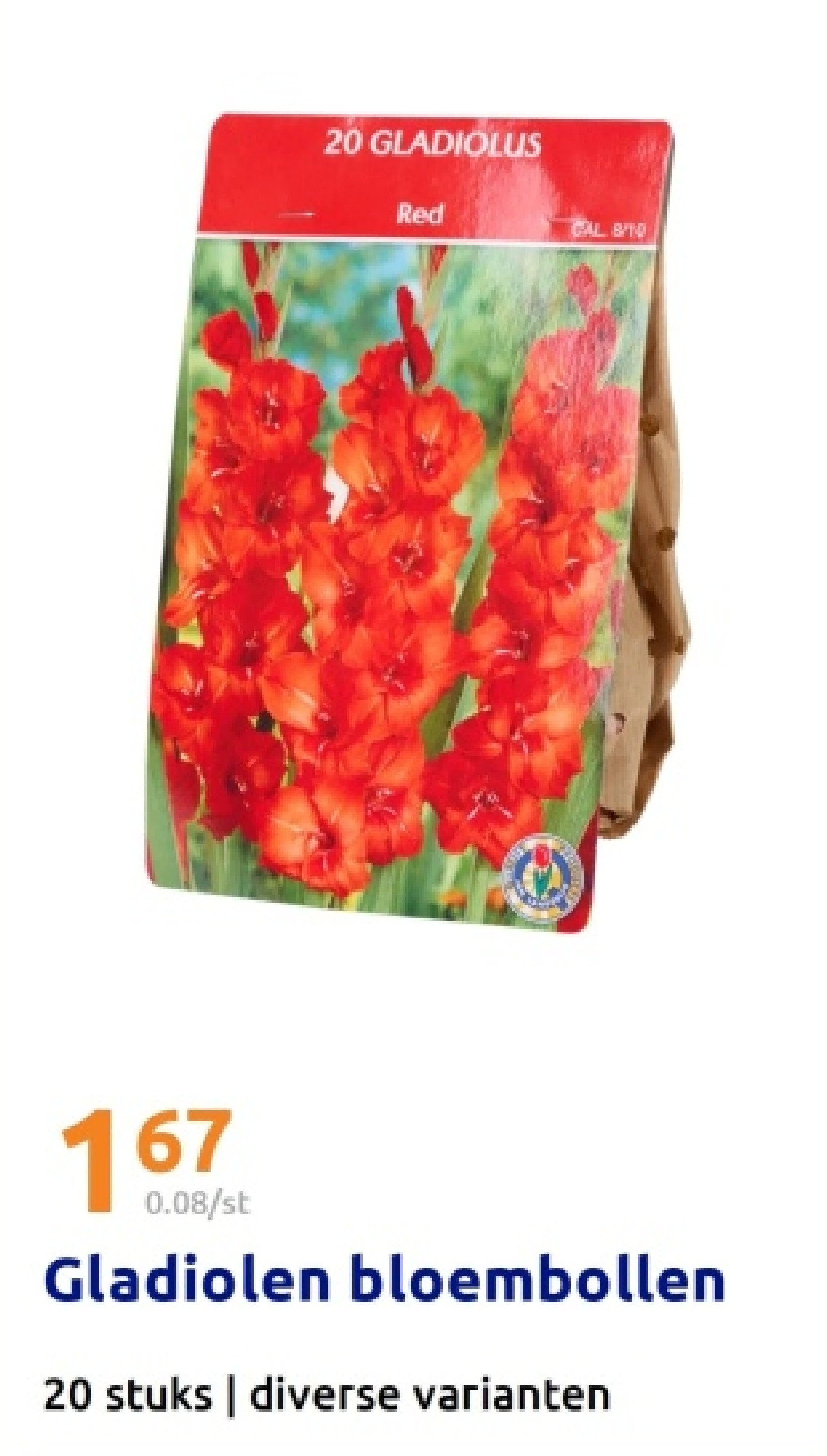 Gladiolen bloembollen