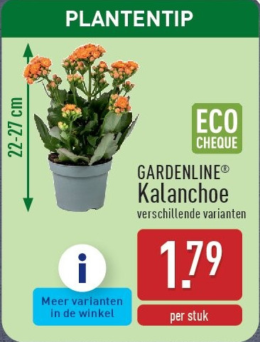 Kalanchoe
